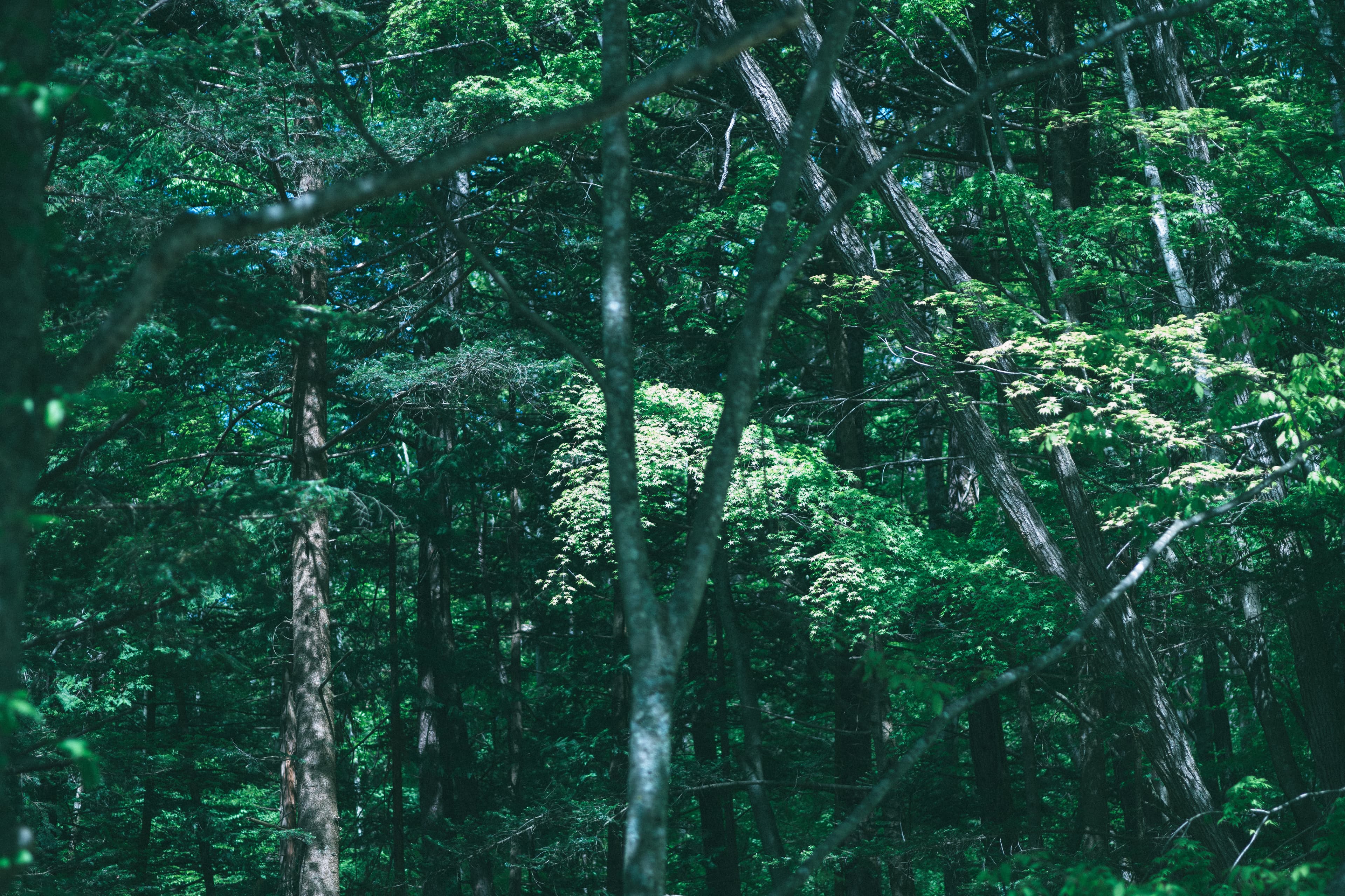 haluta hotelli still — 光